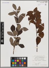 Foto von Salix caprea L. x Salix silesiaca Willd.